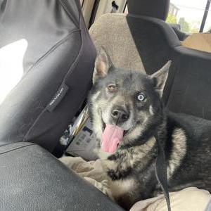 Image of unknown, Found Dog