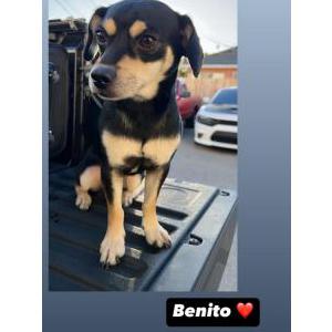 Image of Benito, Lost Dog