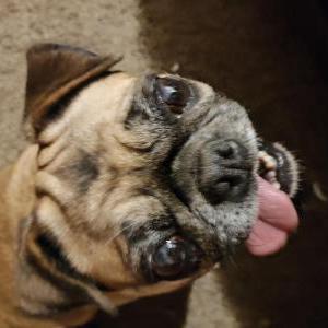 Lost Dog Chica