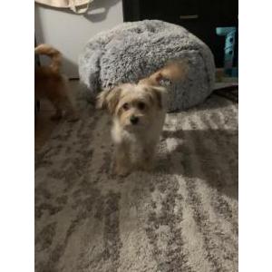 Lost Dog Luna