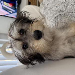 Lost Dog Stella
