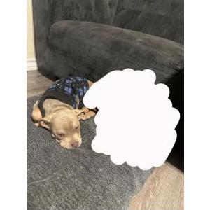 Lost Dog Cinnamon
