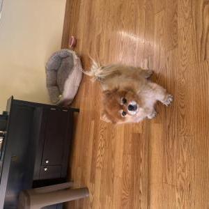 Lost Dog Jessy