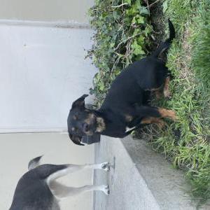 Lost Dog Puppy