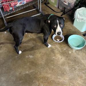 Found Dog unknown