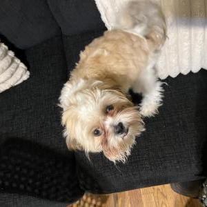 Image of Chase, Lost Dog