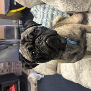 Lost Dog Pancho