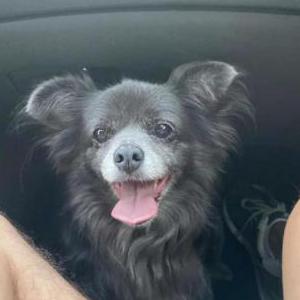 Lost Dog Buddy