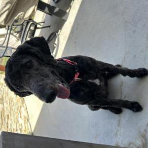 Lost Dog Luna