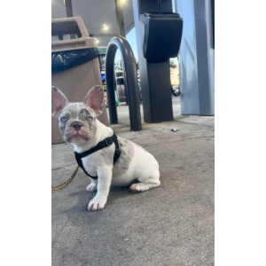 Lost Dog Nova/Black