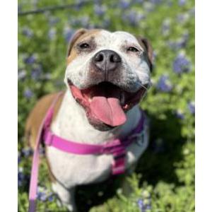 Image of Suzy, Lost Dog