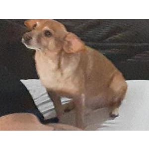 Image of Buddy, Lost Dog