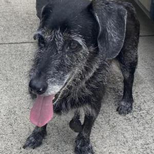 Found Dog Unknown