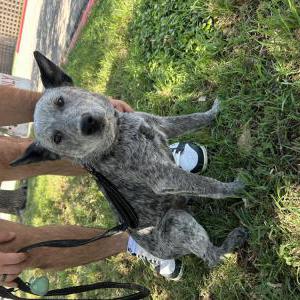 Image of Unknown, Found Dog