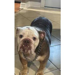 Image of Waffles, Lost Dog
