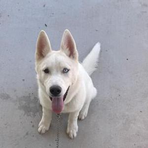 Lost Dog Kobi