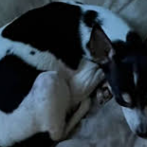 Image of Patsy, Lost Dog
