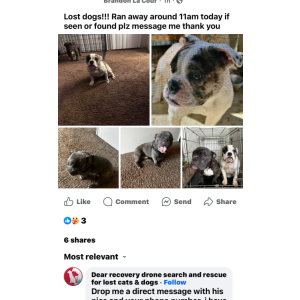 Image of Rocco and mya, Lost Dog
