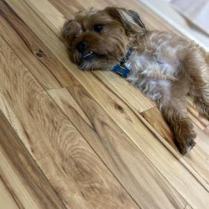 Image of Bentley, Lost Dog