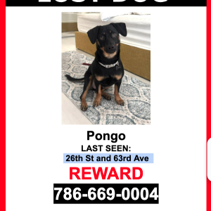 Image of Pongo, Lost Dog