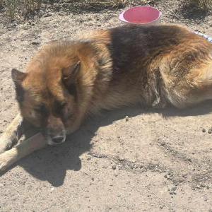 Found Dog Unknown