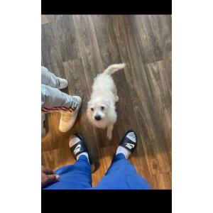 Lost Dog Fluffy