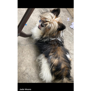 Lost Dog Corn