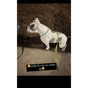 Image of Blue, Lost Dog
