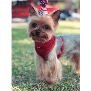Image of Bradley, Lost Dog
