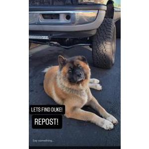 Image of Duke, Lost Dog