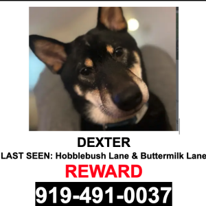 Image of Dexter, Lost Dog