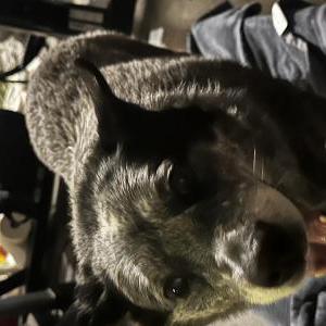 Found Dog Unknown