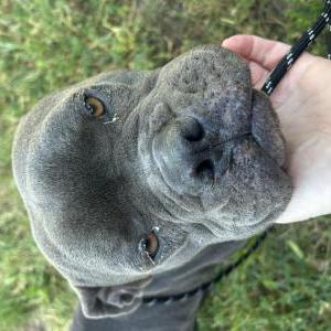 Found Dog Unknown