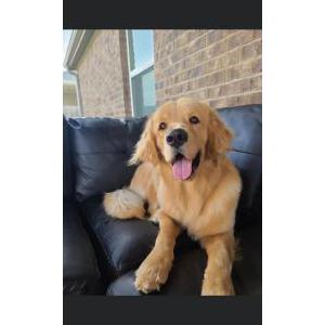 Image of Max, Lost Dog