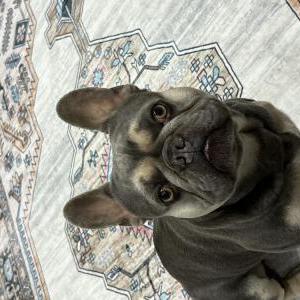 Lost Dog Thunder