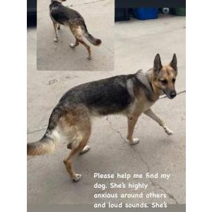 Lost Dog Bailey or Lola