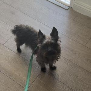 Lost Dog Monchies