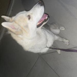 Found Dog Unknown