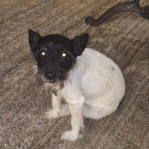 Lost Dog Ollie