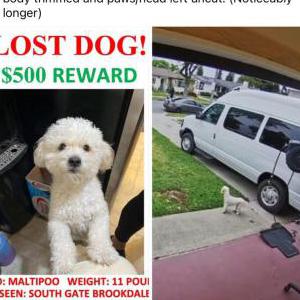 Lost Dog Toby
