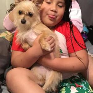 Image of Ruby, Lost Dog