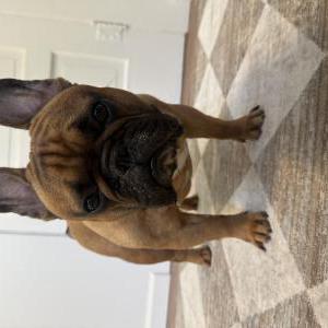 Lost Dog biggie