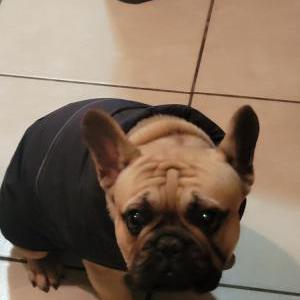 Lost Dog Pierre
