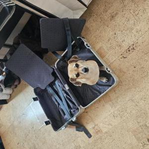 Lost Dog Valentina