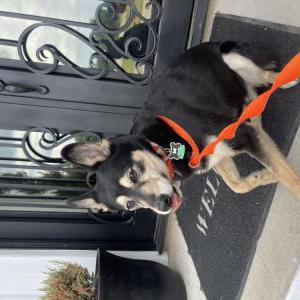 Image of Shadow Gogi, Found Dog