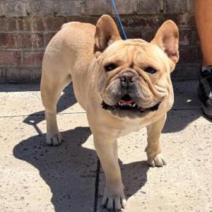 Found Dog Unknown