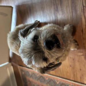 Image of Andy, Lost Dog