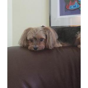 Image of Bambi, Lost Dog