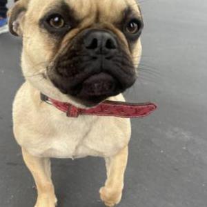 Found Dog Unknown