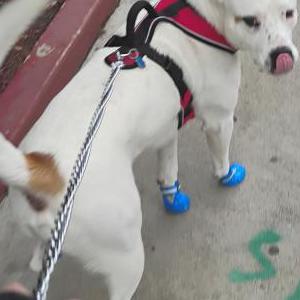 Lost Dog Gurero